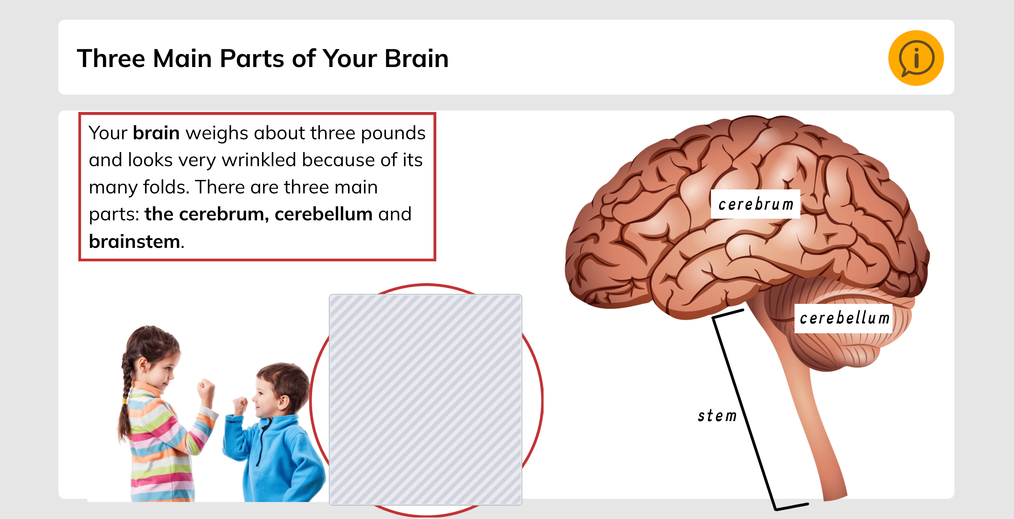 An elementary school science lesson about the human brain