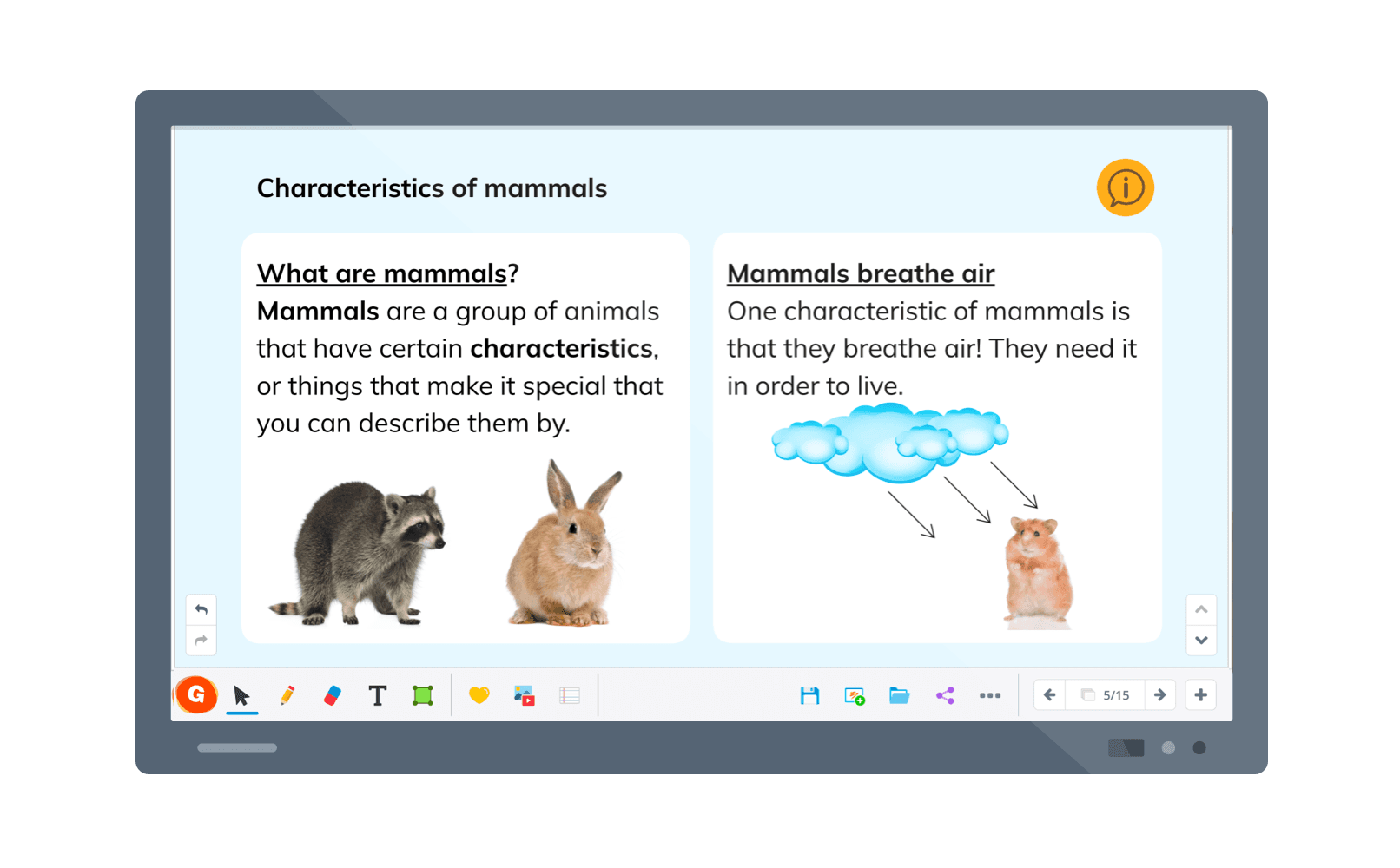 lesson about mammals