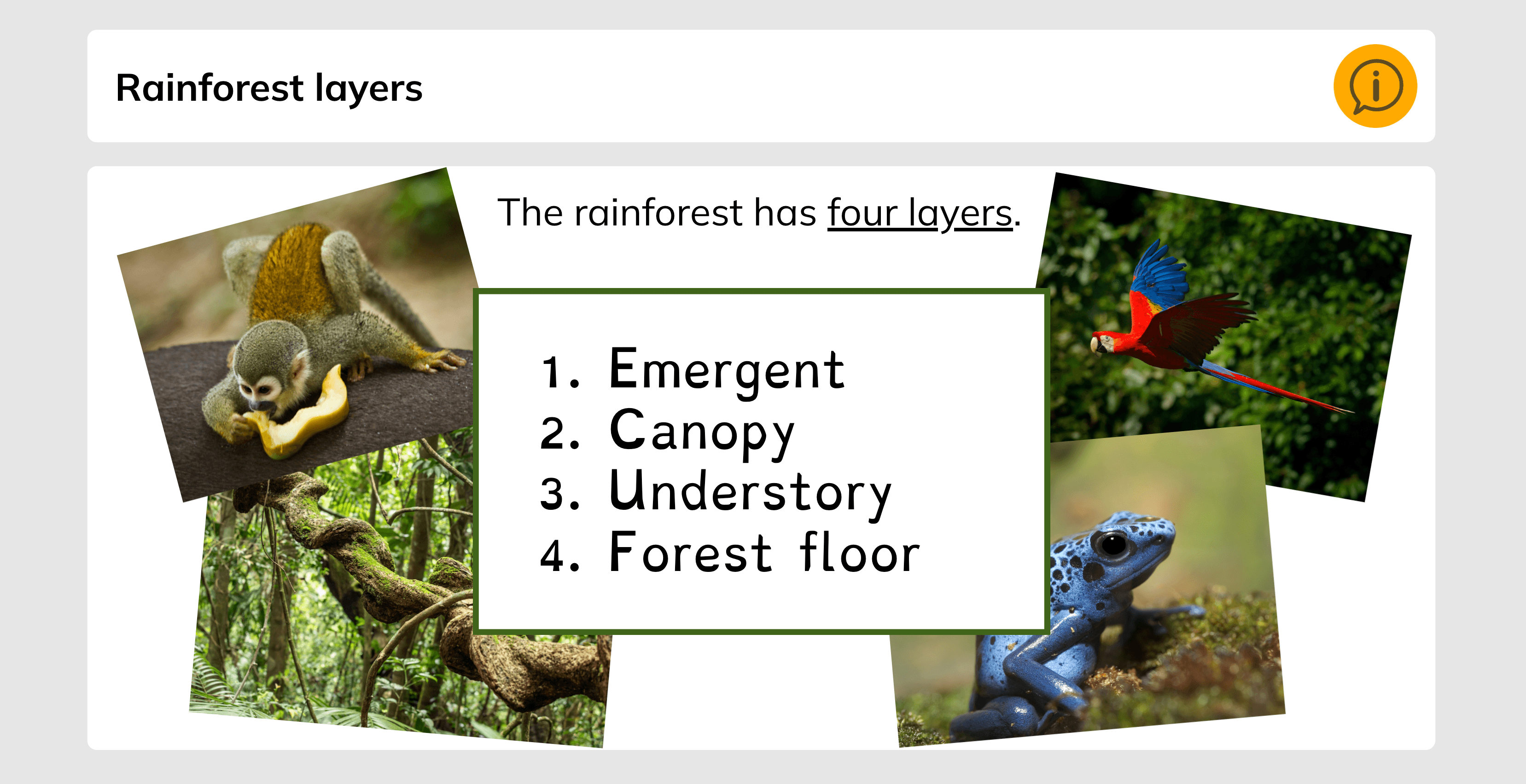An elementary school science lesson about rainforest habitats